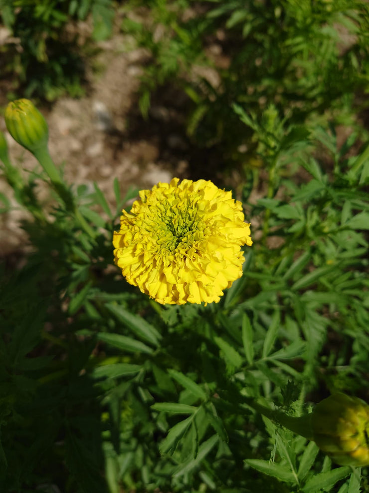 TAGETES ERECTA ~ African Marigold mustard yellow