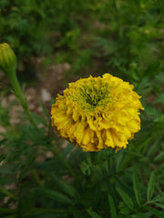 TAGETES ERECTA ~ African Marigold