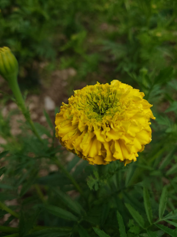 TAGETES ERECTA ~ African Marigold close up of mustard yellow flower