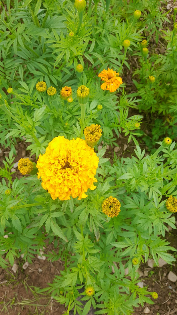 TAGETES ERECTA ~ African Marigold