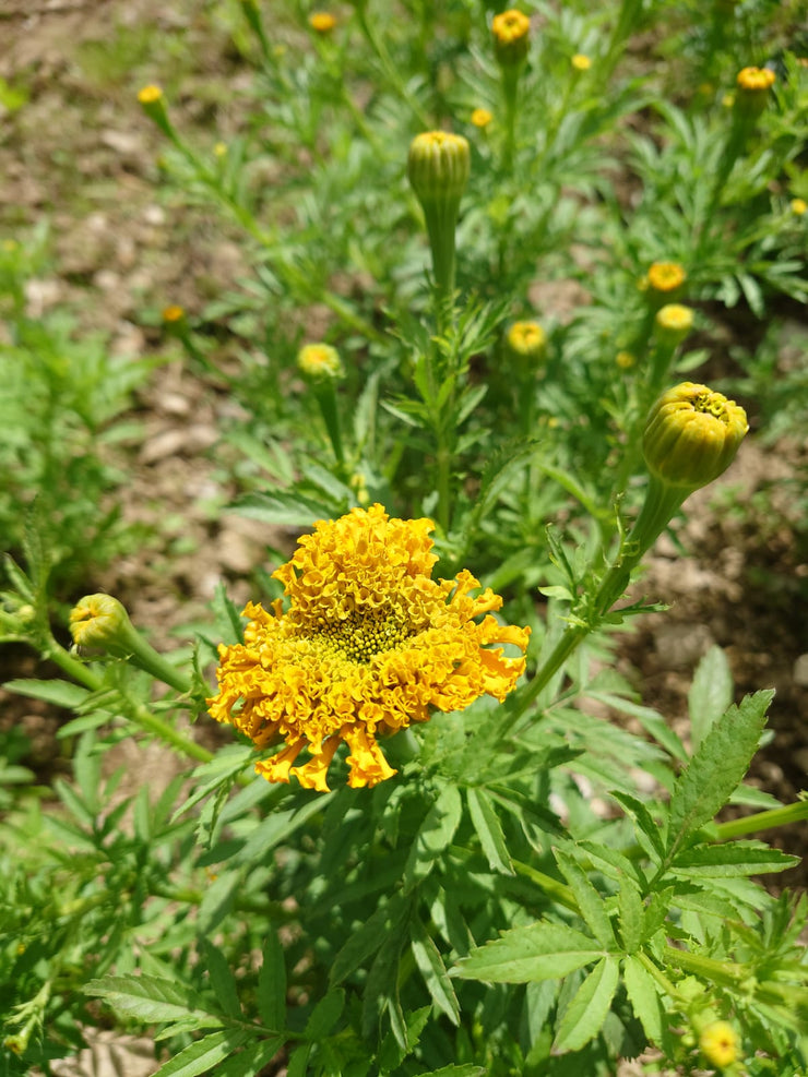 TAGETES ERECTA ~ African Marigold in flower
