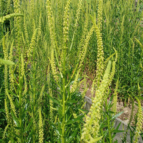 Biennial Weld Seeds RESEDA LUTEOLA – AppleOak FibreWorks