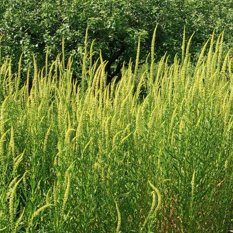 weld plant seeds Biennial Weld Seeds RESEDA LUTEOLA – AppleOak FibreWorks