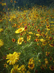 Chamomile and Coreopsis flowers