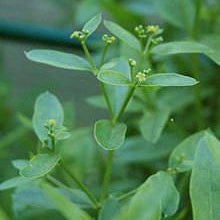 Madder plant